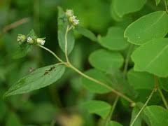 Image result for Blainvillea acmella