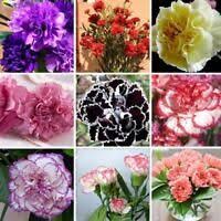 Details About Thailand Caladium Seeds Perennial Flower Garden Potted Elephant Ear Seed 100pcs Flowers Perennials Garden Flowers Perennials Dianthus Caryophyllus