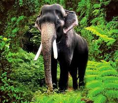 Mangalamkunnu karnan v/s chirakkal kalidasan ,nandilath gopalakrishnan, c. Mangalamkunnu Karnan Home Facebook