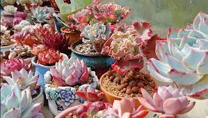 Image result for Aeollanthus subacaulis