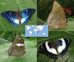 Black And White Striped Butterfly Identification Butterflies Of The Rainforest Exhibit Id Guide Butterfly Butterfly Exhibit Animals