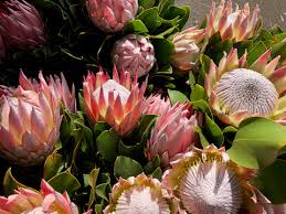Image result for Protea micans