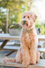 Looks like he stole the show! Our Girls Hunterberry Hill Labradoodles