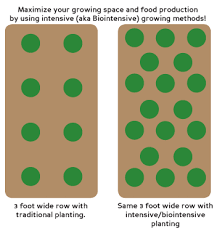 Traditional Planting Vs Intensive Aka Biointensive Planting