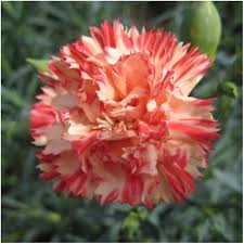 Orange Sherbet Carnation Seeds Dianthus Caryophyllus Carnations Dianthus Caryophyllus Flowers Perennials