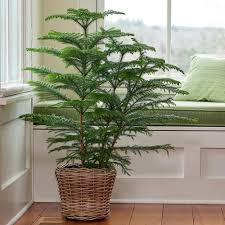 In warm climates they also thrive outdoors. Norfolk Island Pine In Baskets Saksida Cicekler Bi Tki Cicek