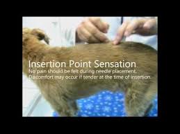 Veterinary Acupuncture Youtube Acupuncture Veterinary Pet Care Tips
