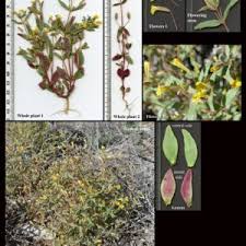 Image result for Phrymaceae