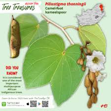 Image result for Piliostigma thonningii
