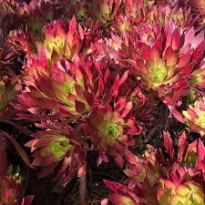 Seeing as no cactus plant is the same, this houseplant is a unique. Aeonium Simsii X Zwartkop Tree Houseleek Cacti Com Lawn Edging Cacti And Succulents Plants