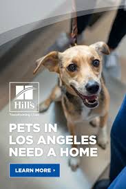 Saturday, december 2, 2017 from 11 a.m. How Many Pets Can Be Adopted In 2020 Pet Adoption Event Pets Forever Puppy