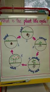 Life Cycle Of A Plant Anchor Chart