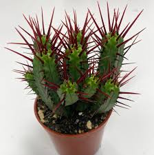 Image result for Euphorbia espinosa