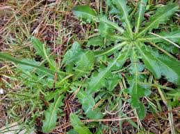 Image result for Hypochaeris