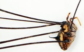 90.000 stichwörter und wendungen sowie 120.000 übersetzungen. Spinnenforscher Entdeckt Riesen Weberknecht In Laos Vet Magazin Com