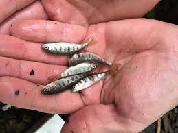 Fishing for rainbow trout in fishlake national forest. Oklahoma Project Assessing Wild Juvenile Trout Ecology In The Lower Mountain Fork