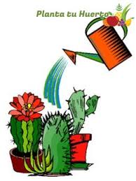 Que mi voz ya no quiere escuchar, ¿dónde va? Por Que Mi Cactus Se Esta Volviendo Amarillo Tu Huerto Urbano En Casa Planta Tu Huerto