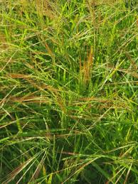 Image result for Oryza barthii