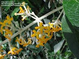 Image result for Buddleja madagascariensis