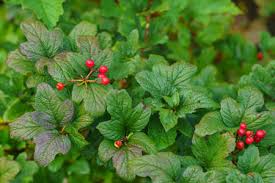 Dwarf alpine currant has green foliage throughout the season. Alpinum Garden Stock Photos And Images 123rf