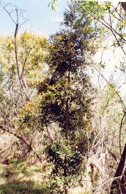 Image result for Eucalyptus paniculata
