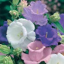 Pin On Gardening