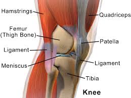 A normal human joint, such as the knee, develops less friction than even the most perfect ball bearing. Knee Wikipedia