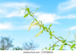 The name derives from the white tone to the undersides of the leaves. Salix Alba Tristis Wikipedia Salix Alba Tristis Hd Stock Images Shutterstock Jump To Navigation Jump To Search Hello World