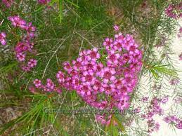 Chamelaucium Uncinatum Purple Pride Geraldton Wax Plants Plant Species Flower Garden