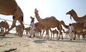 Know how they give sound to a movie by taking this quiz! Aussie Entrepreneur Aims To Scrap Camel Cull With Gulf Help Arabianbusiness