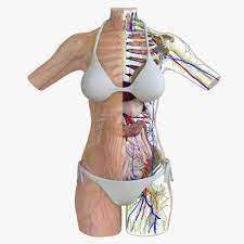 This is my first anatomy study. 3d Model Female Torso Anatomy Cgtrader