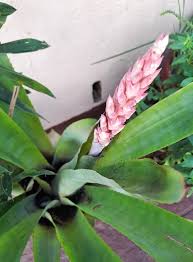 Image result for Distephanus divaricatus