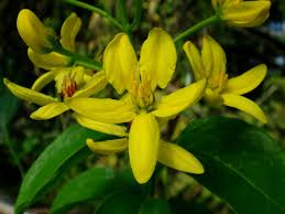 Image result for Tristellateia