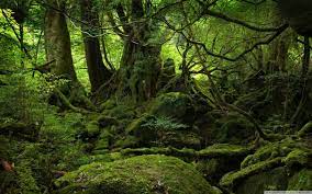 Free motion background stock video footage licensed under creative commons, open source, and more! Raining Forest Wallpapers Wallpaper Cave