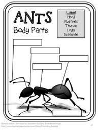 Ants Worksheets 2nd 3rd Grade Ela Science Distance Learning Packet Digital Ants Activities Ant Life Cycle Science Literacy