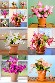 Here's how to find out. Zygocactus Flower Care Instructions Zygocactus Repotting Care Tips