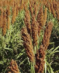 Image result for Sorghum