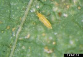 Image result for thrips damage on cucumber