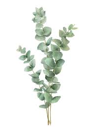 Set Of 2 Eucalyptus Watercolor Painting Prints Green Leaf Art Print Green Plant Botanical Painting Green Home Art Decor Botanical Painting Leaf Art Plant Art