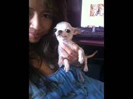 Check spelling or type a new query. Fully Grown Tea Cup Chihuahua Youtube