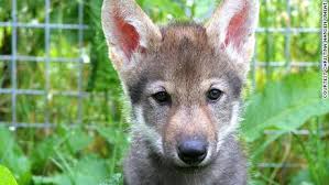 Our pups are now as big as their parents! Wolf Puppies Like Domesticated Dogs Love To Play Fetch Cnn
