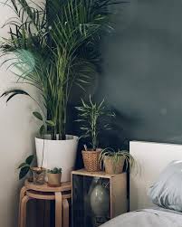 Whether you're looking for a larger tree or smaller potted plant, we're sure you'll find something on our the best houseplants to beautify your room, clean the air, and boost your mood. Pin On Little Garden
