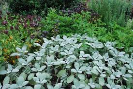 Image result for Bergia salaria