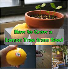 Diy Projects How To Grow A Lemon Tree From Seed Lemon Tree From Seed How To Grow Lemon Lemon Tree
