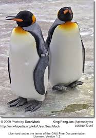 King penguins are identified by their black heads and their beautiful orange plumage. King Penguin Aptenodytes Patagonicus Beauty Of Birds