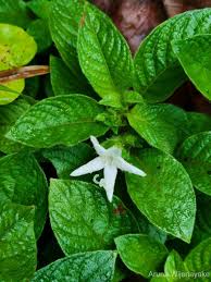 Image result for Sabicea