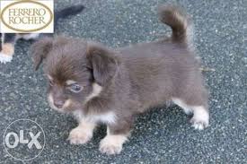 Maybe you would like to learn more about one of these? Quality Teacup Chihuahua For Sale Philippines Find New And Used Quality Teacup Chihuahua On Olx Chihuahua For Sale Teacup Chihuahua Teacup Chihuahua For Sale