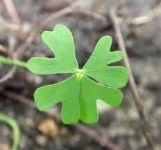 Image result for Marsilea aegyptiaca