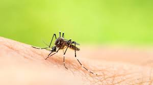 In less than 1% of people, encephalitis or meningitis occurs, with associated neck stiffness, confusion, or seizures. West Nile Virus Prevention Detection And Treatment