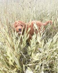 Dad (winston) is a 2 year old f1 golden. Goldendoodle Puppies In Arizona Top 5 Breeders 2021 We Love Doodles